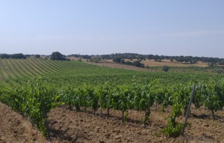 Raíces de Villamanta — La esencia del vino desde dentro