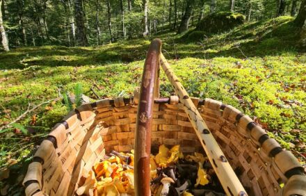 Escapada micológica y granja ecológica en Cantabria