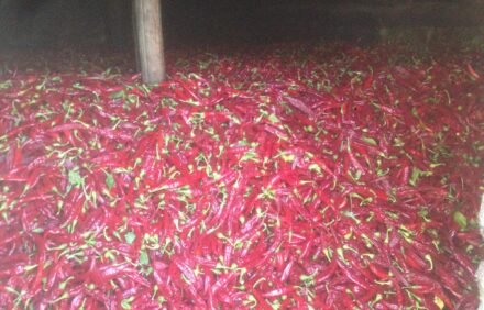 Ahumado y Sabor: El Alma del Pimentón Don Pablo