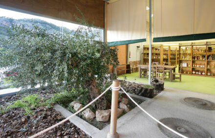 Museo del aceite con degustación