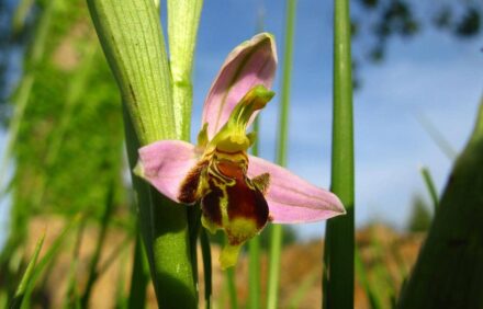 Entre granja ecológica y orquídeas silvestres: una inmersión natural en Cantabria
