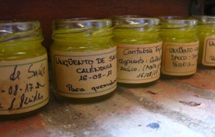 De la botánica al campo — plantas, picnic, ungüento y granja ecológica