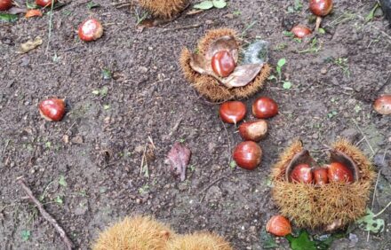 🍂 OTOÑO — Cosecha, tradición y fuego en Gredos