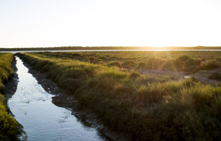Velada exclusiva en el Navazo: Doñana, Marismas y Sabores al Atardecer