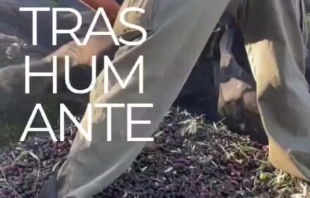 Aceitunero por un Día: Cata de AOVE, Desayuno y Noche entre Olivos