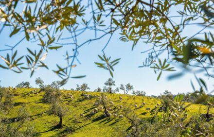 🌿 Oleoturismo, ganadería extensiva y naturaleza en la Sierra de Segura